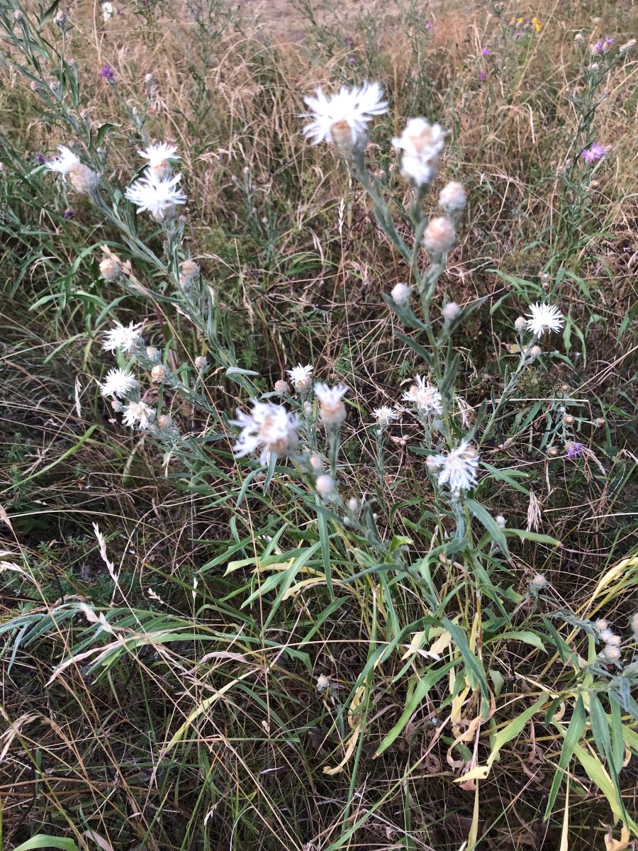 IMG_6003.jpeg