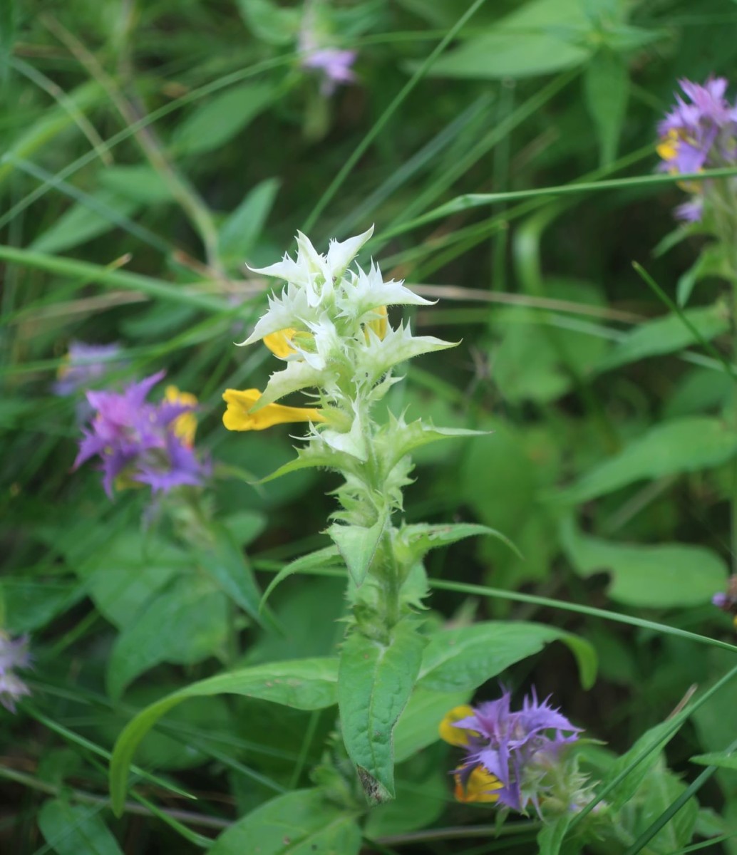 2026-07-19_Melampyrum nemorosum 1_Jena.jpg