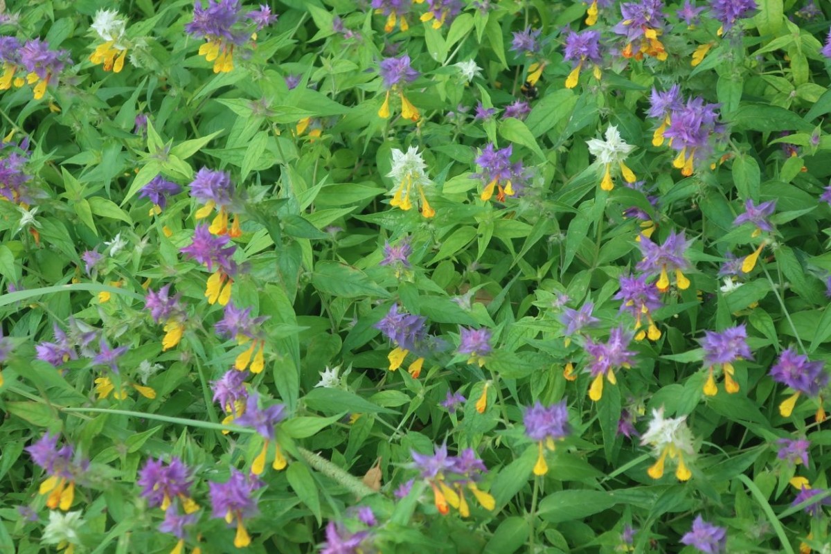 2026-07-19_Melampyrum nemorosum 2_Jena.jpg