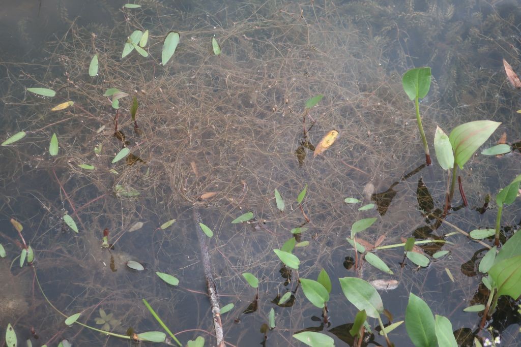 Potamogeton 1_Mainroth_2026-07-21.jpg