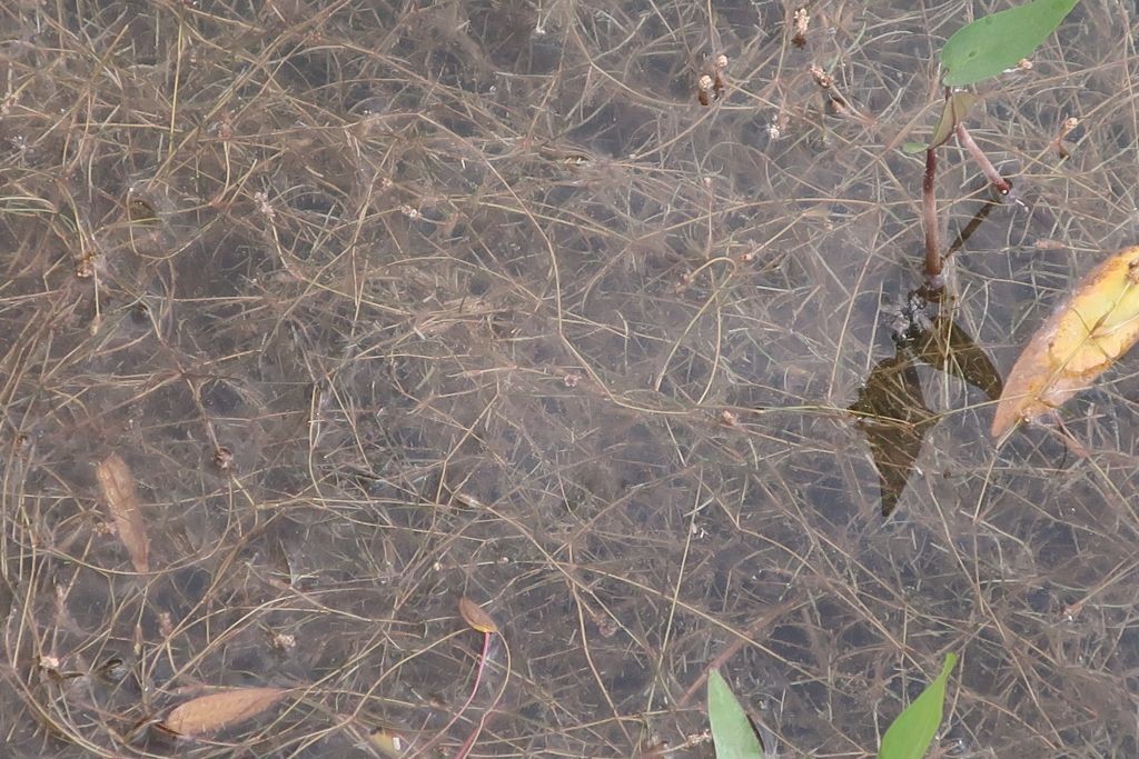 Potamogeton 2_Mainroth_2026-07-21.jpg