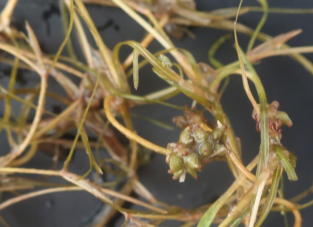 Potamogeton 4_Mainroth_2026-07-21.jpg