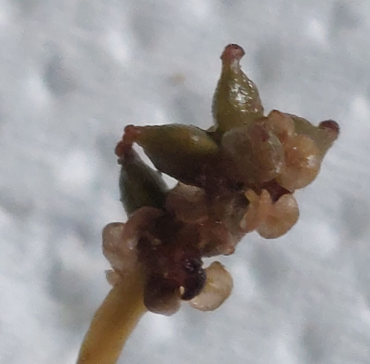 Potamogeton 14_Mainroth_2026-07-21.jpg