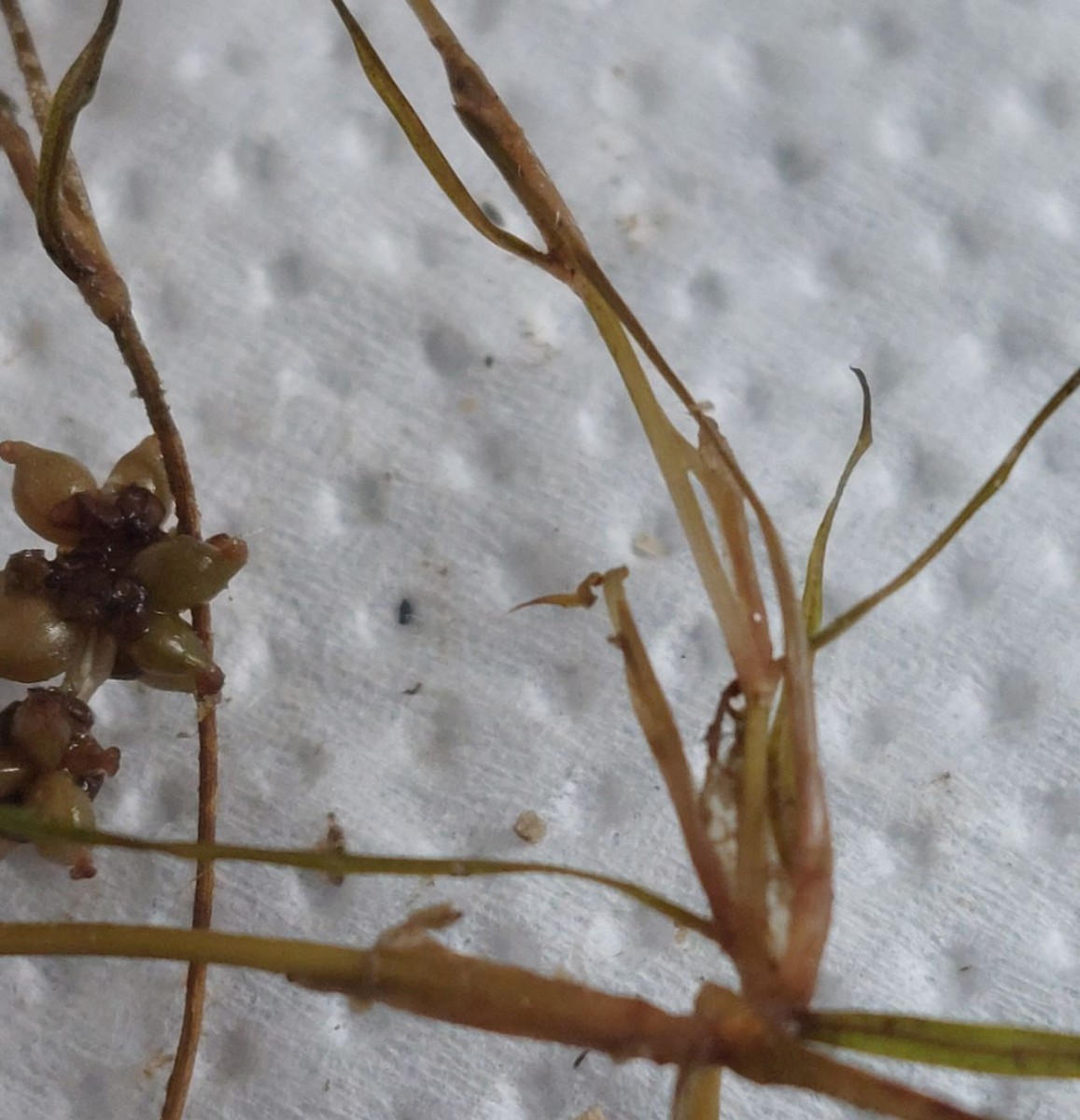 Potamogeton 15_Mainroth_2026-07-21.jpg