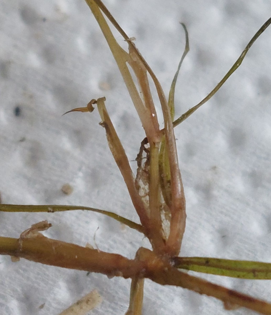 Potamogeton 16_Mainroth_2026-07-21.jpg