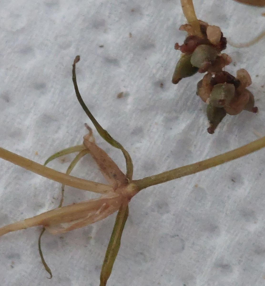 Potamogeton 17_Mainroth_2026-07-21.jpg