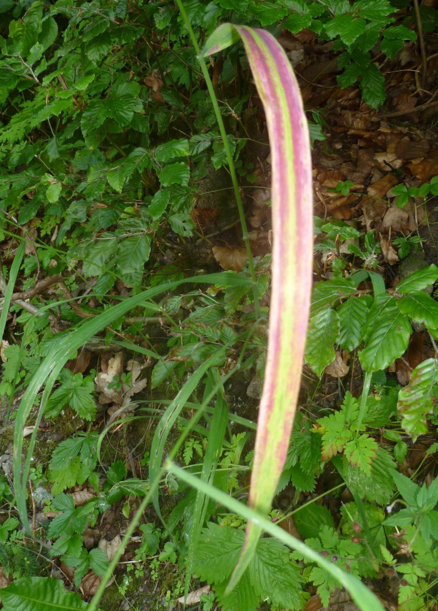 P1290047_1.jpg