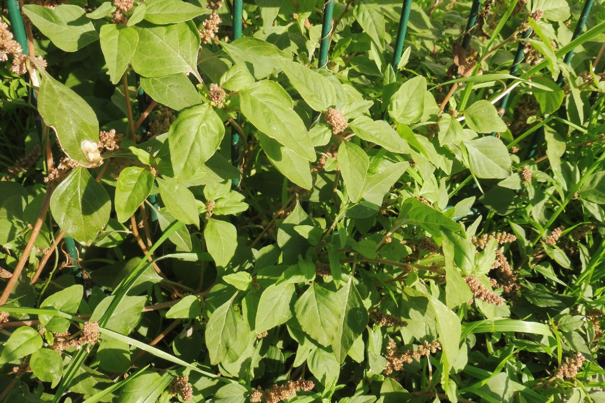 Amaranthus deflexus Liegender Amranth 1.JPG