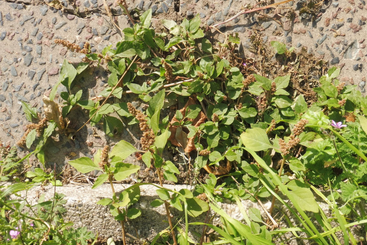 Amaranthus deflexus Liegender Amranth 2.JPG