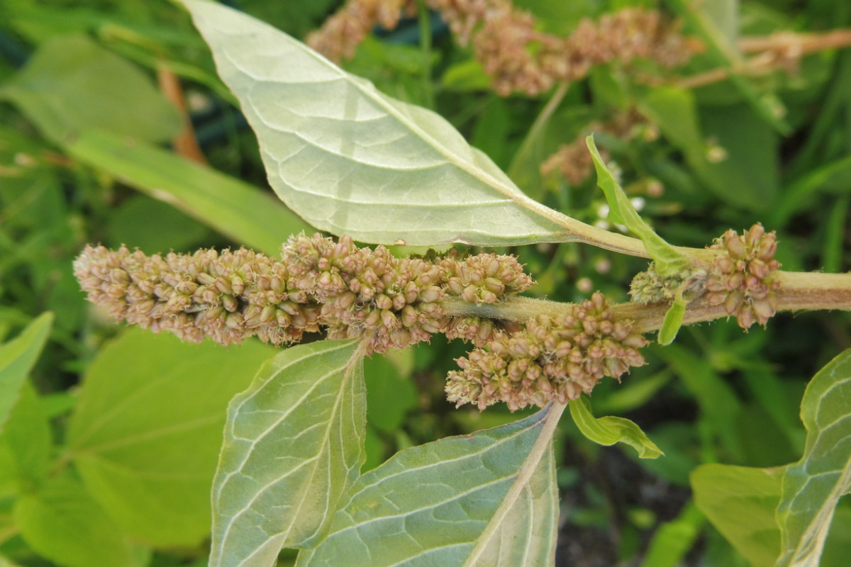 Amaranthus deflexus Liegender Amranth 3.JPG