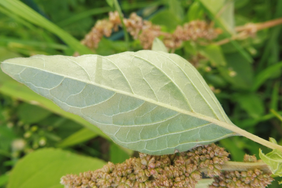 Amaranthus deflexus Liegender Amranth 4.JPG