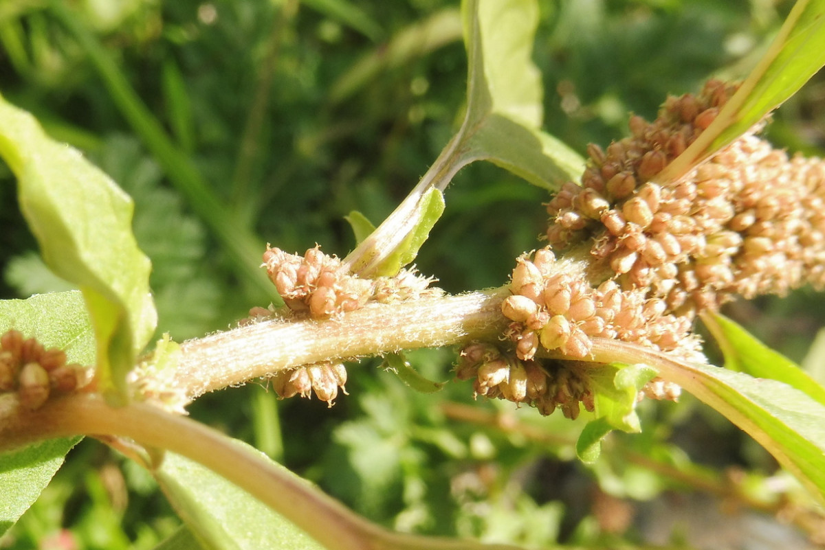 Amaranthus deflexus Liegender Amranth 5.JPG