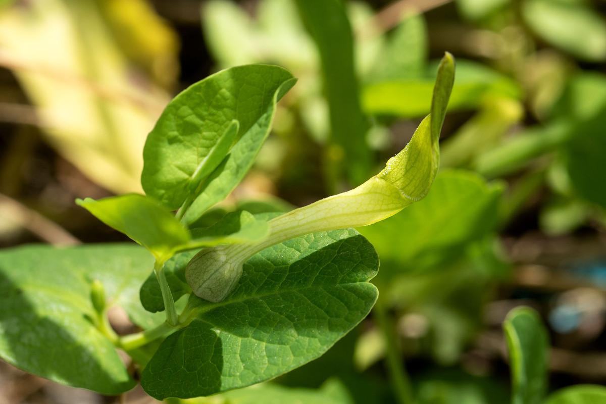 Aristolochia navicularis_0895.jpg