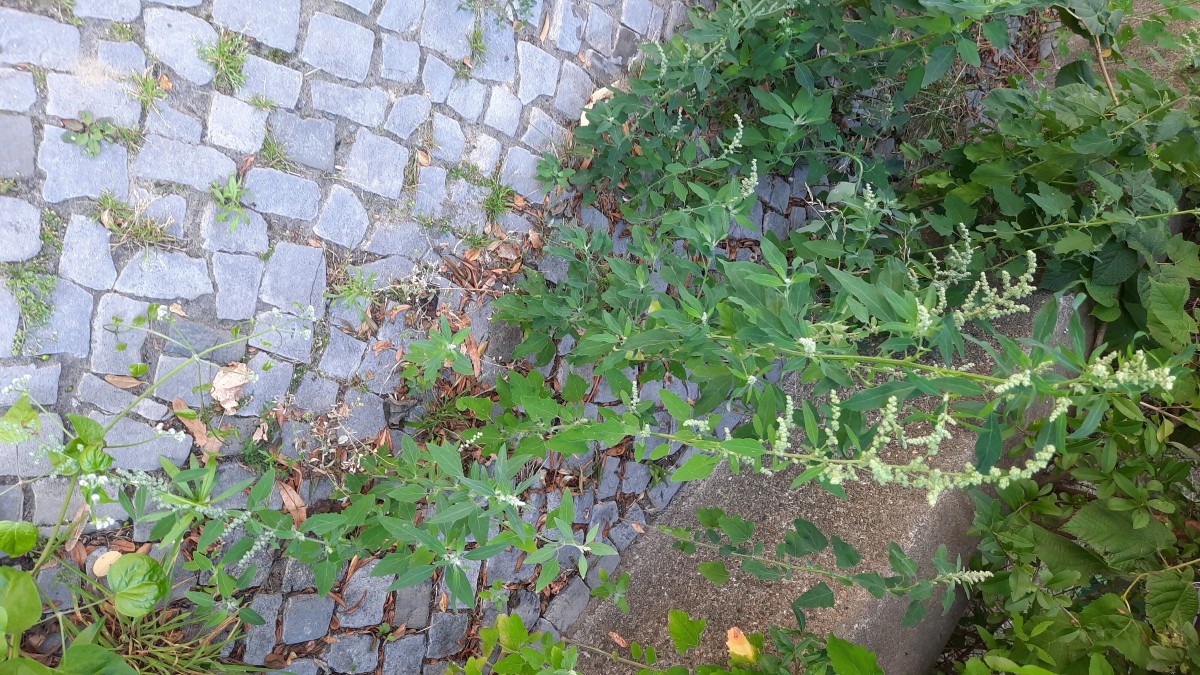 20260725_145232.jpg