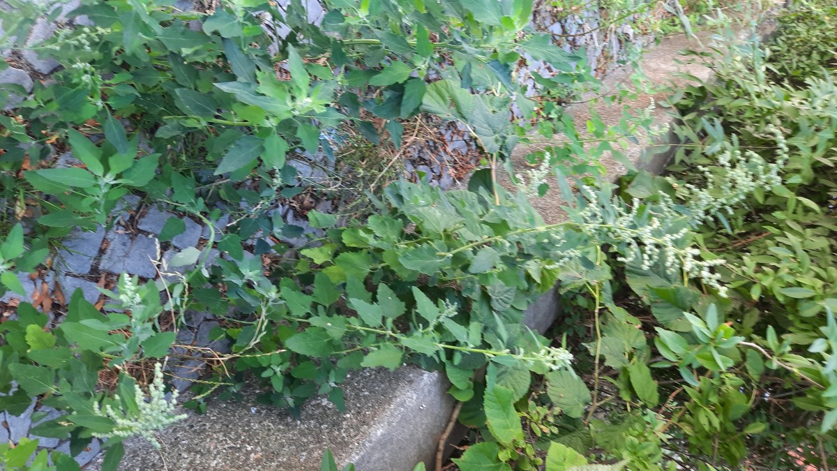 20260725_145246.jpg