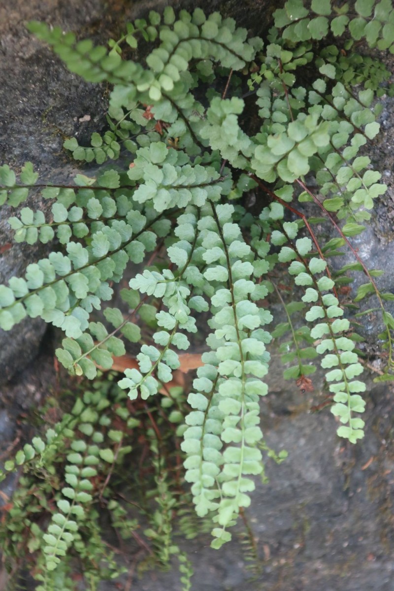 Asplenium adulterinum 2_Peterleinstein_2026-07-28.jpg
