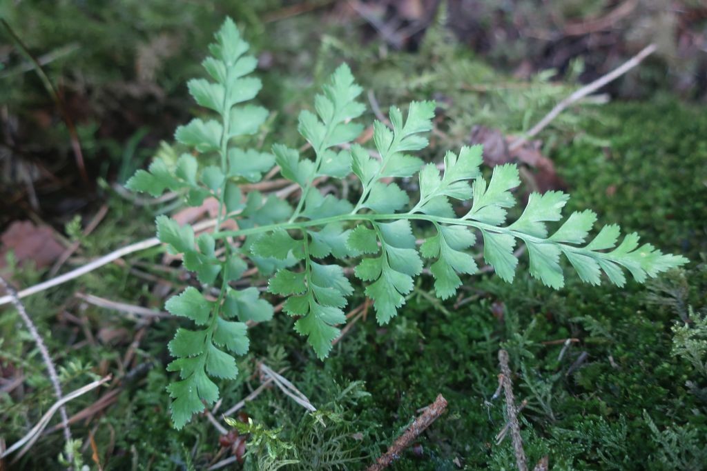 Asplenium cuneifolium 1_Peterleinstein_2026-07-28.jpg