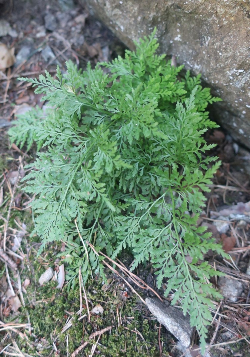 Asplenium cuneifolium 2_Peterleinstein_2026-07-28.jpg