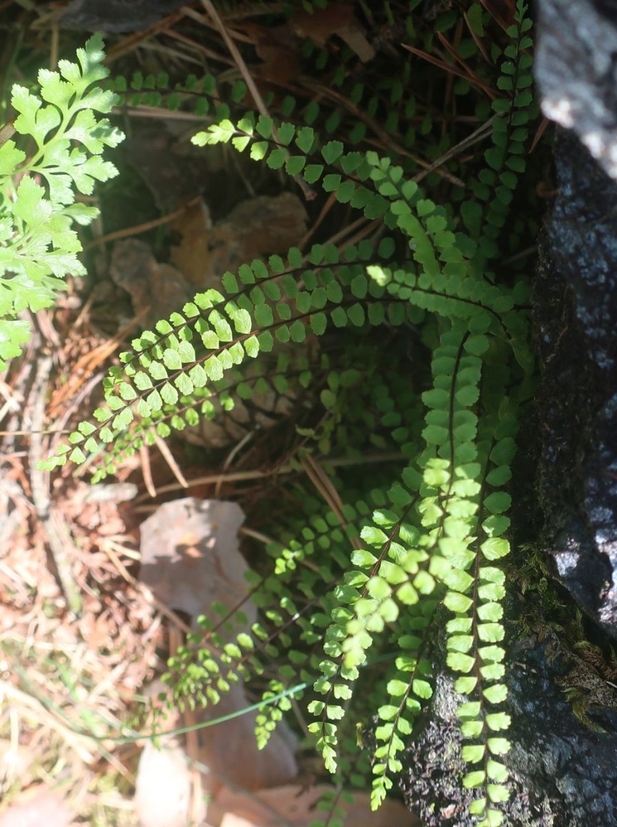 Asplenium trichomanes subsp trichomanes 1_Peterleinstein_2026-07-28.jpg
