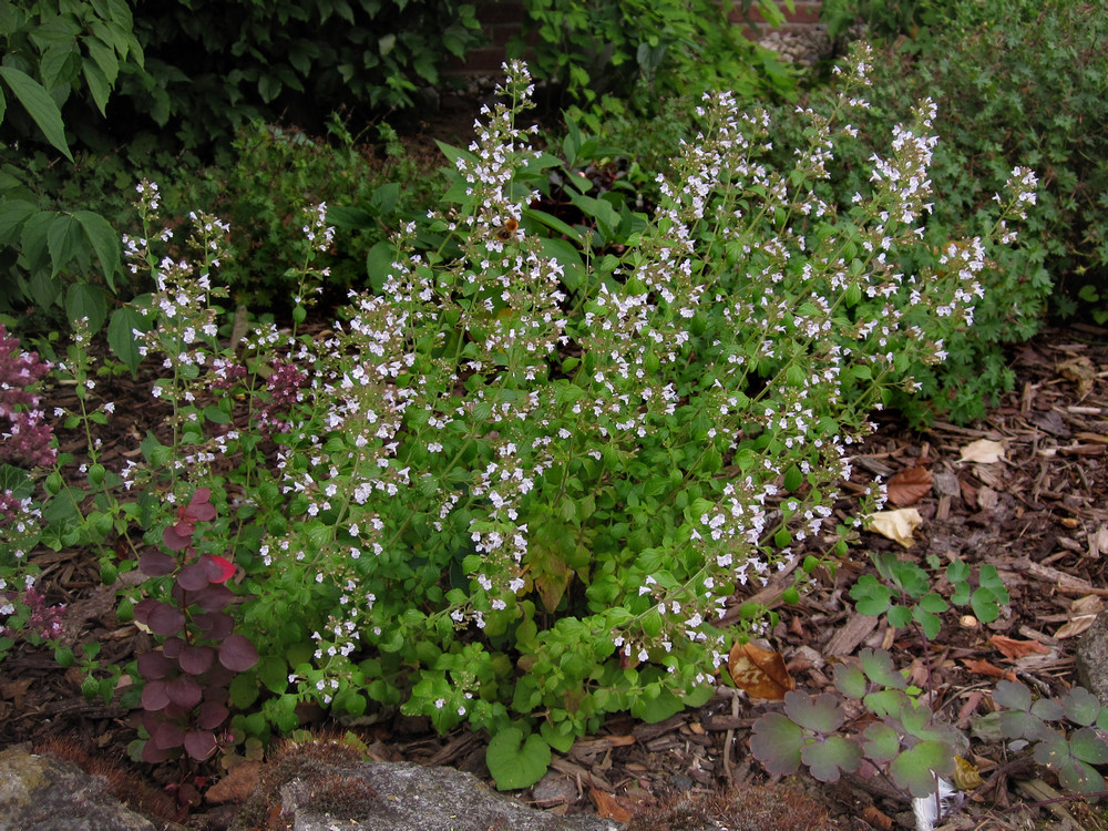 Calamintha_nepeta_2021-08-07 (1).jpg