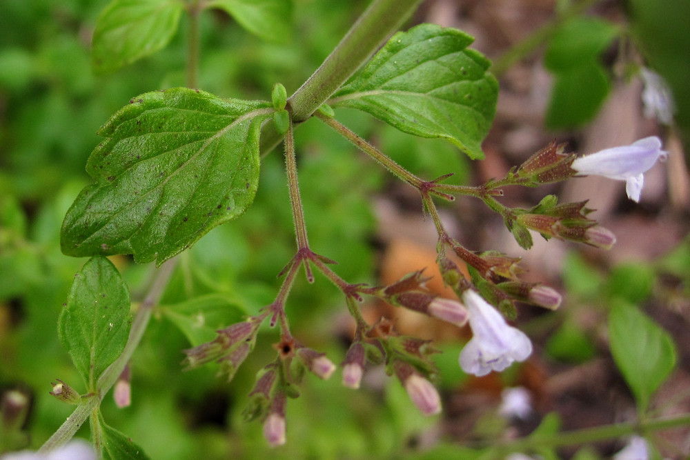 Calamintha_nepeta_2021-08-07 (2).jpg