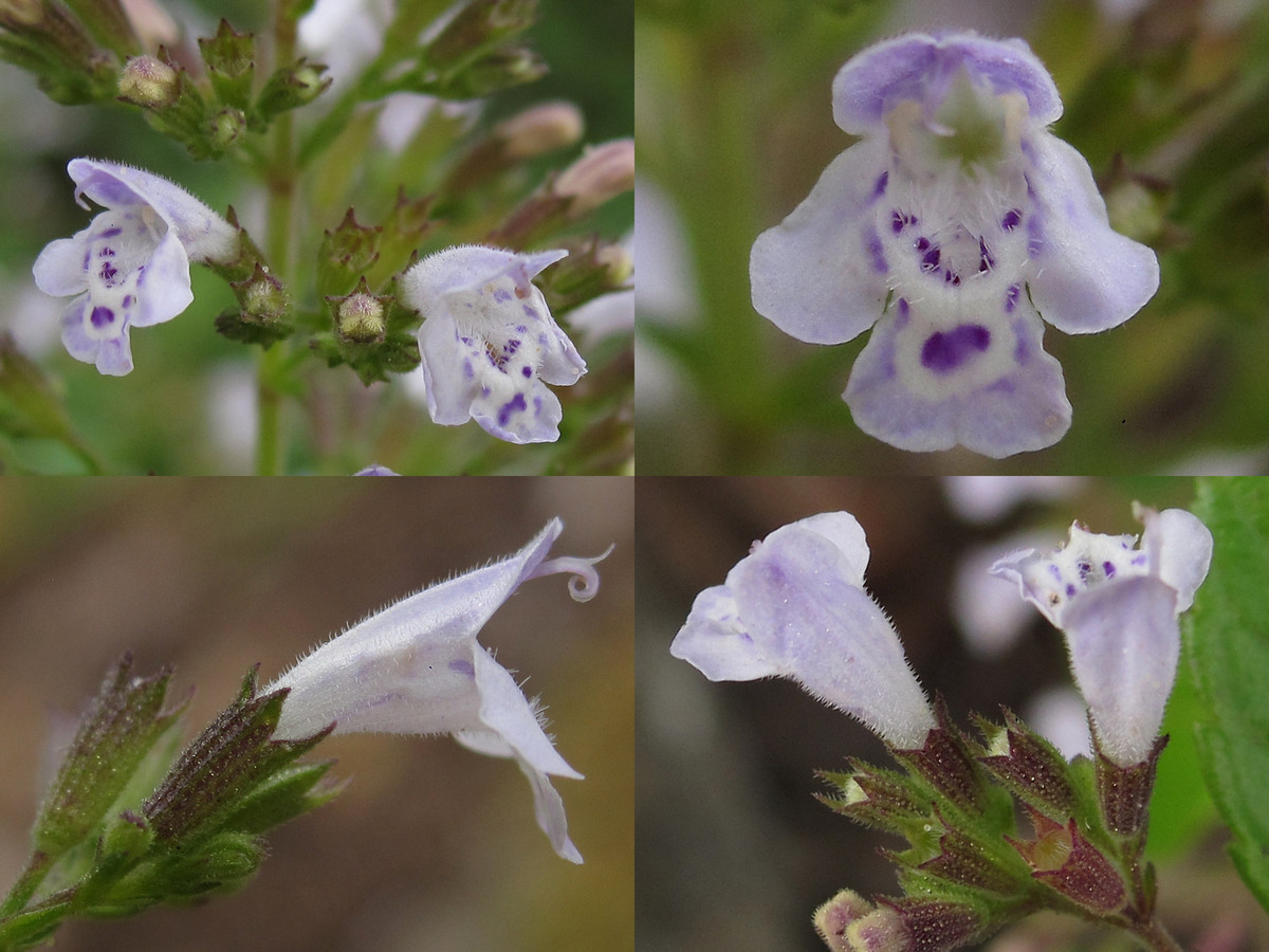 Calamintha_nepeta_2021-08-07 (3).jpg