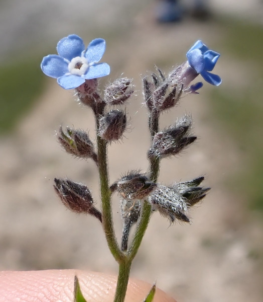 Myosotis.jpg