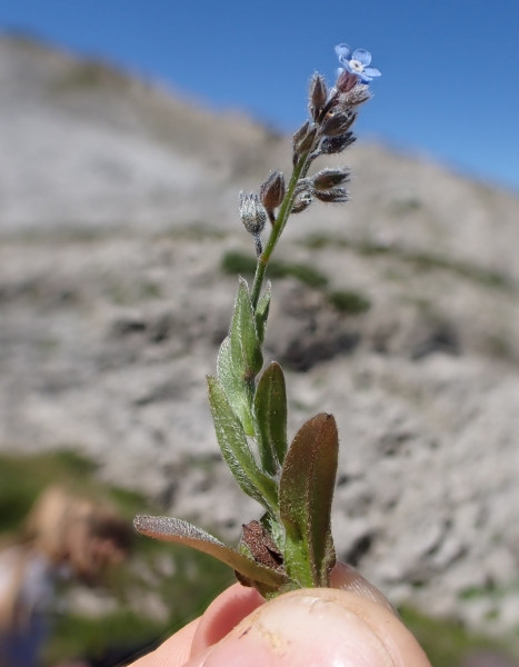 Myosotis_2.jpg
