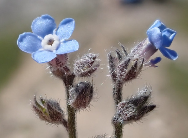 Myosotis_3.jpg