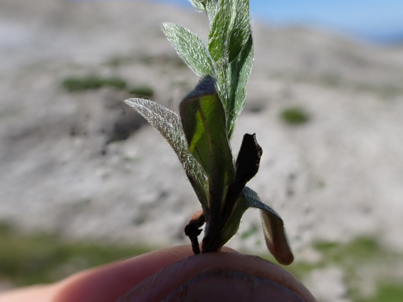 Myosotis_4.jpg
