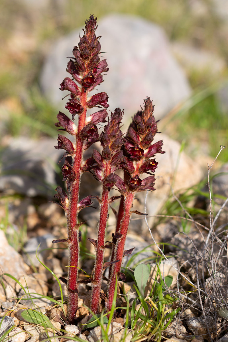 Orobanche variegata_Bunte Sommerwurz_0989.jpg