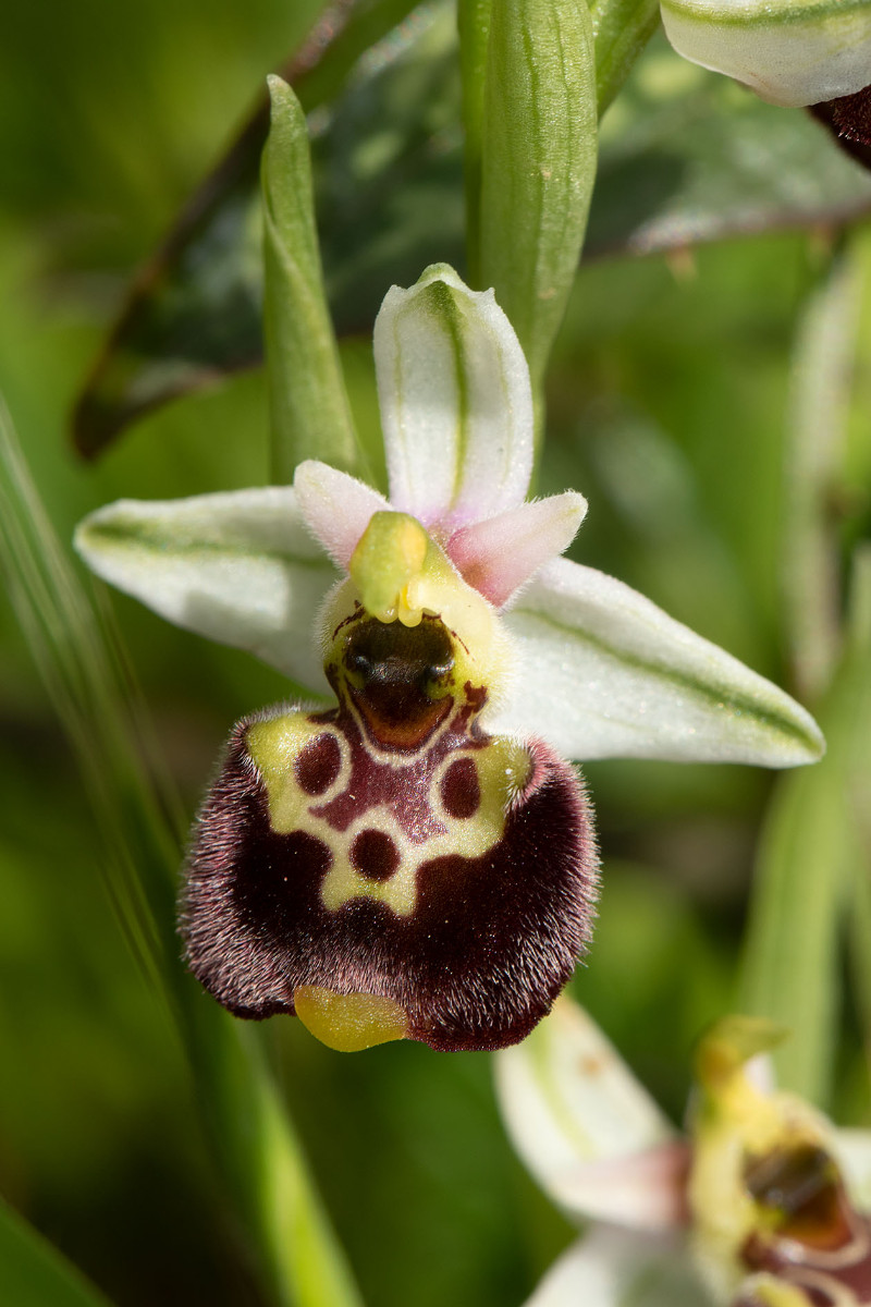 Ophrys annae_0942.jpg