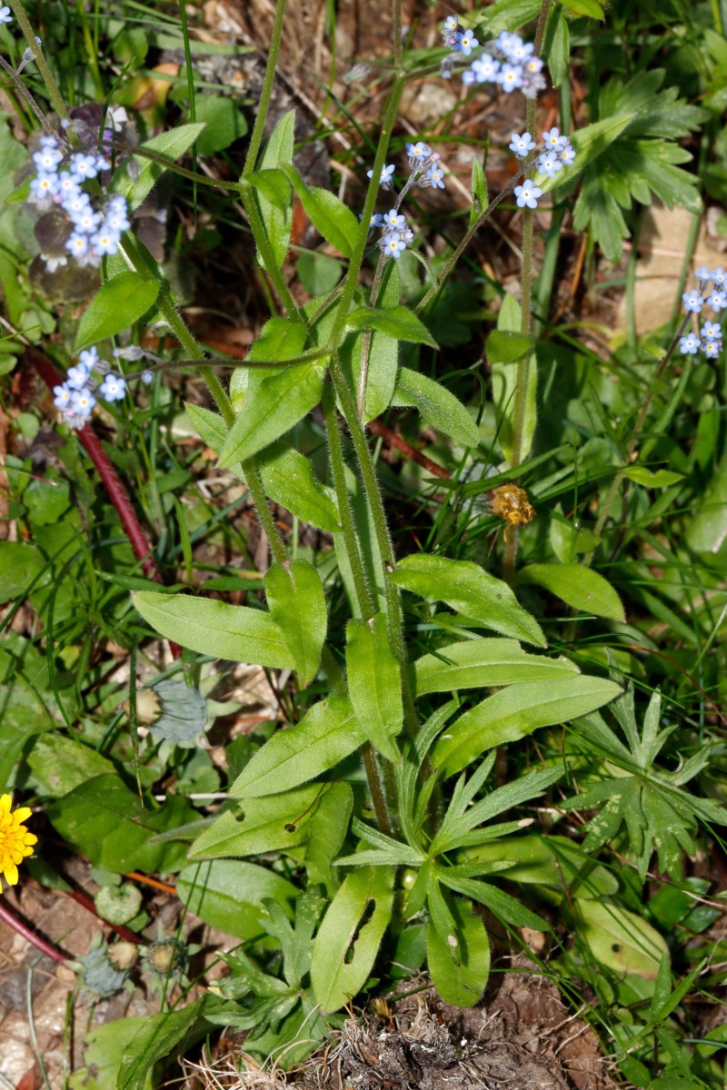 Myosotis decumbens Patscherkofel 1950 m A04.jpg