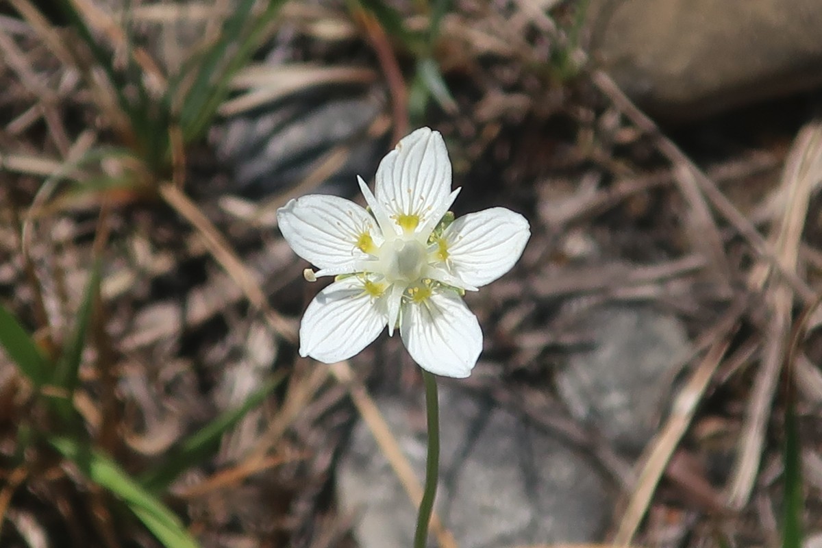 Parnassia palustris_Stadtwald Augsburg_2026-08-05.JPG