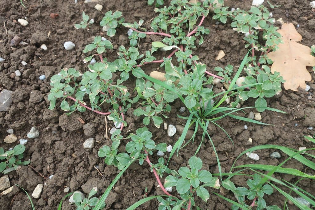 2026-06-11_Amaranthus 02.jpg