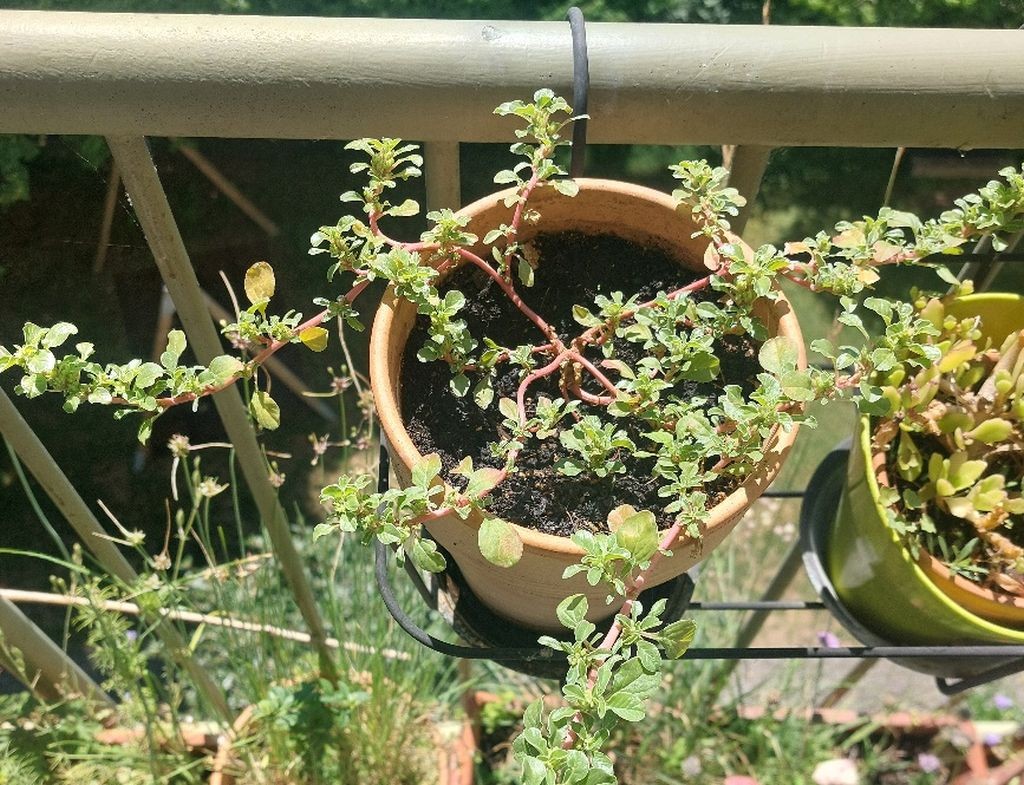 2026-07-12_Amaranthus 01.jpg