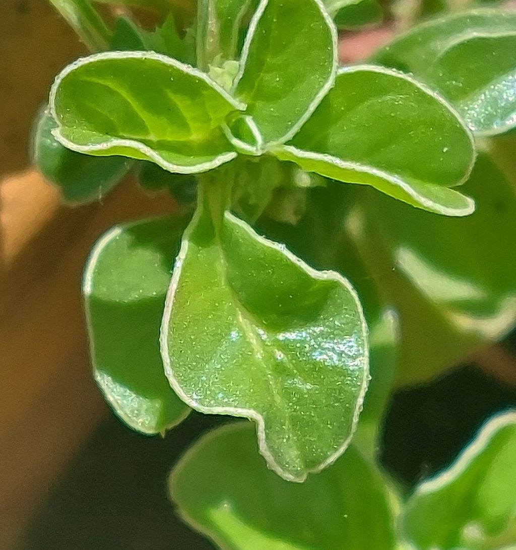2026-07-12_Amaranthus 07.jpg