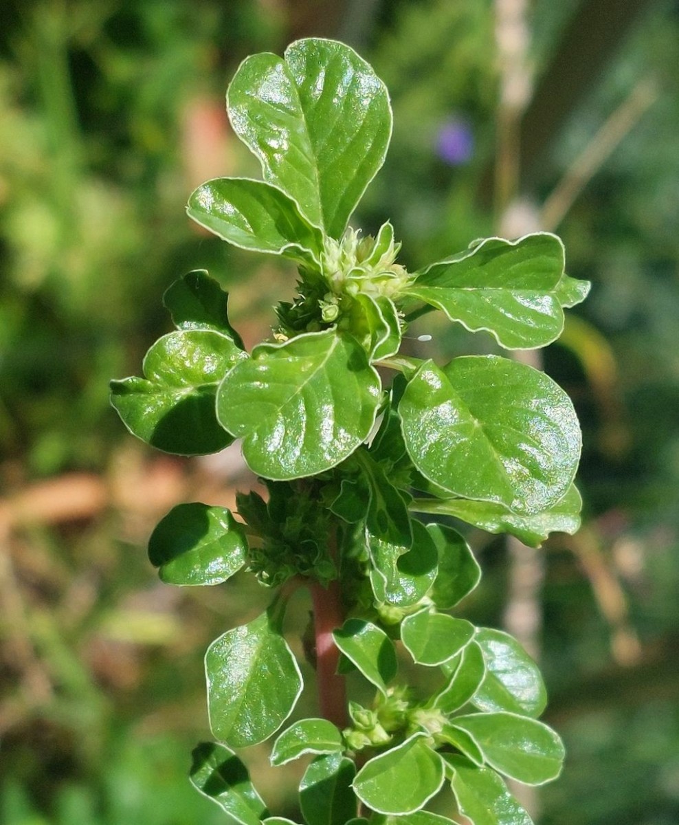 2026-07-12_Amaranthus 06.jpg
