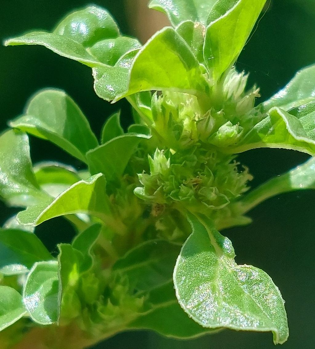 2026-07-12_Amaranthus 09.jpg