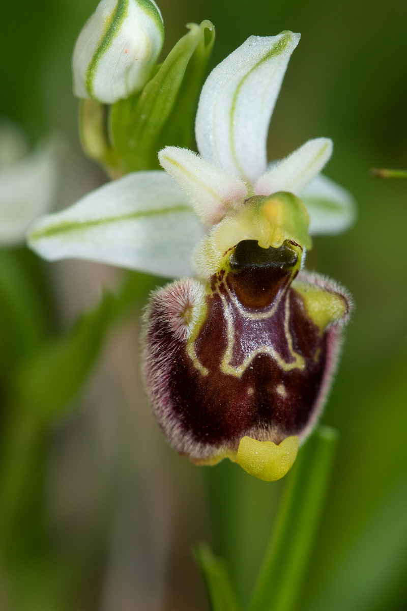 Ophrys annae_0973.jpg