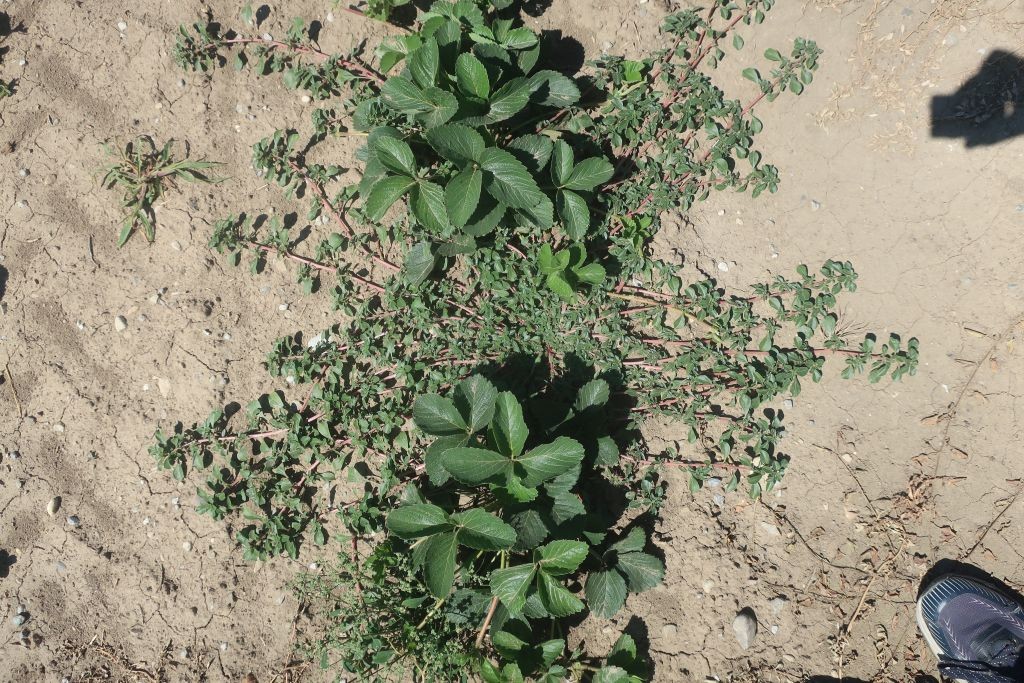 2026-07-24_Amaranthus 01.jpg