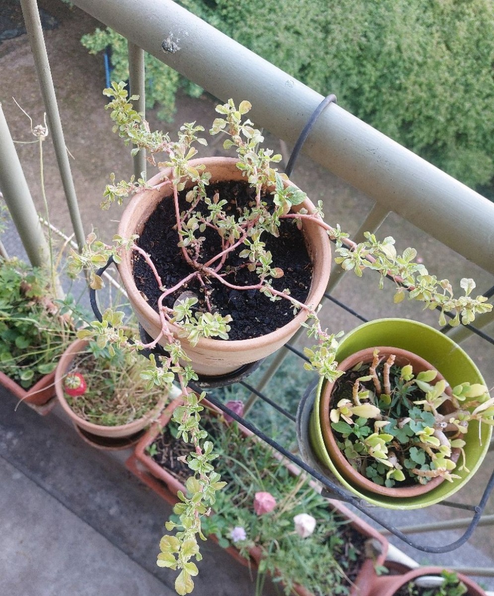 2026-08-05_Amaranthus 01.jpg