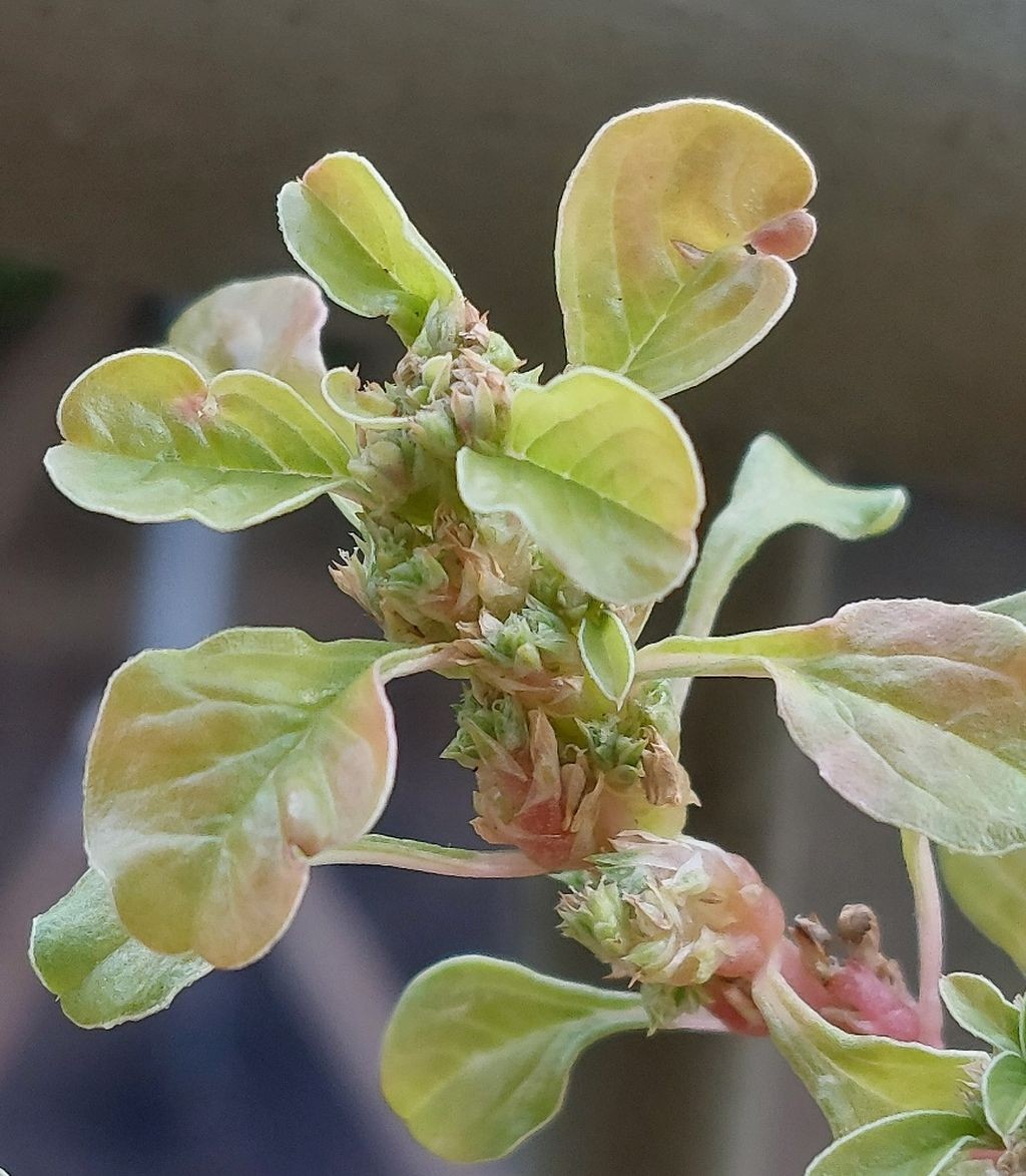 2026-08-05_Amaranthus 02.jpg