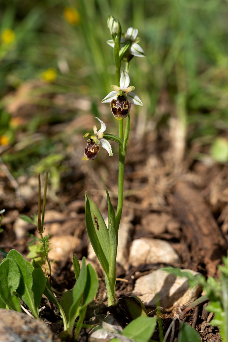 Ophrys annae_5513.jpg
