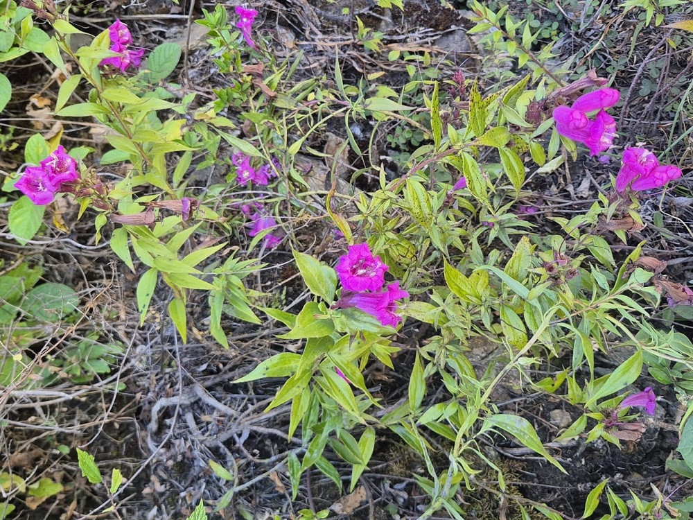 Flora in Peru.jpg