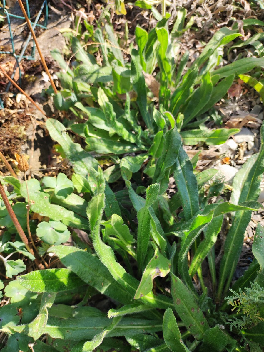 Echium italicum - Rosetten