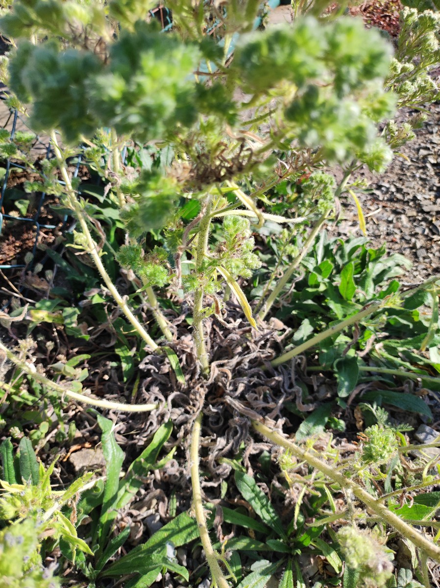 Echium italicum - Teil-Blütenstand