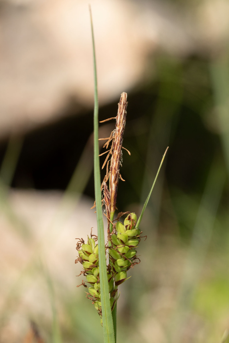 Carex halleriana_0900.jpg