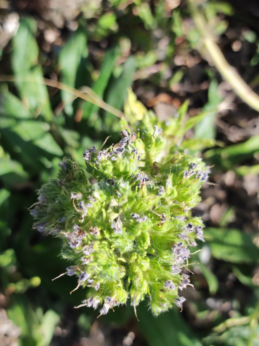 Echium italicum - Teil-Blütenstand