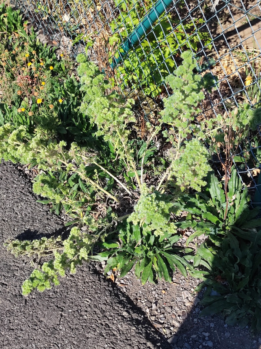 Echium italicum - gesamter Blütenstand